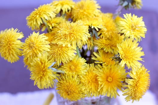 Bunch of yellow dandelions on a violet background