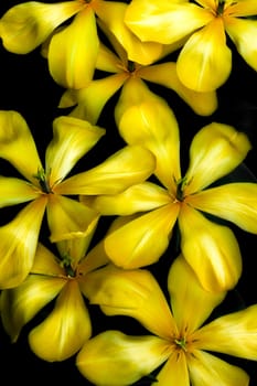 Unique Yellow Pond Lilies on Dark Water.