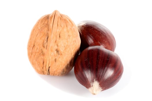 a nut and two chestnuts on white background