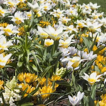 Beautiful flowers in Keukenhof Garden