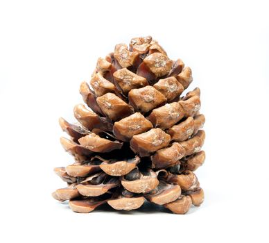 brown pine cone isolated on white background