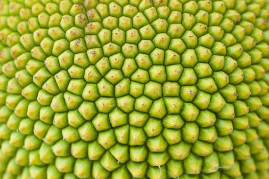 Texture of a Jack fruit's outer skin
