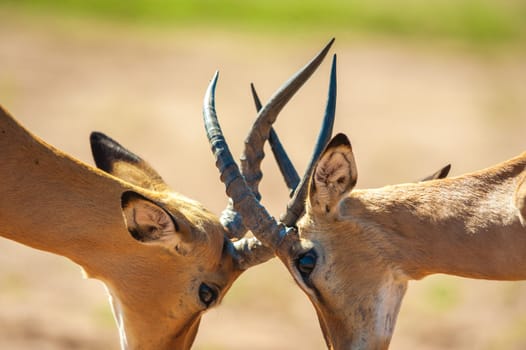 Impala butting heads in Chobe National Park