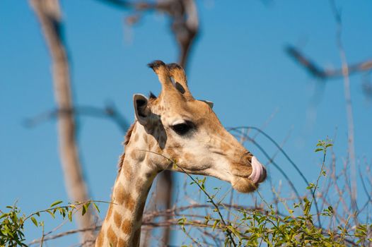 Giraffe (Giraffa camelopardalis) licking lips, Chobe National Park, Botswana