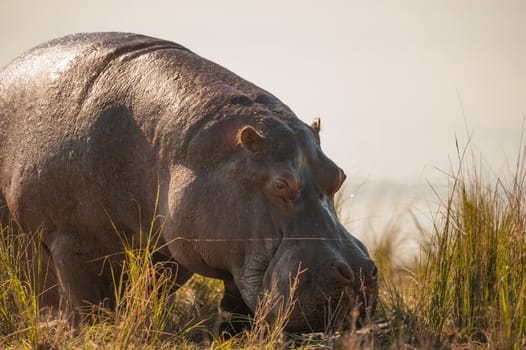 Grazing hippopotamus up close in Chobe National Park