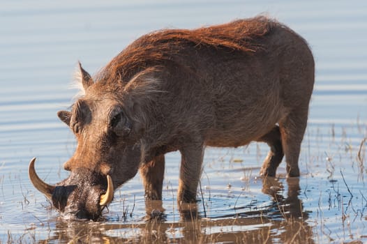 Brown hairy warthog in the water of a river