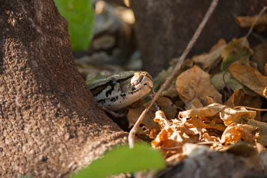 African rock python head (Python sebae sebae) among leaves