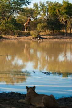 Lion watching giraffe across a lake, Kruger National Park