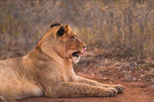 Female lion licking lips, near Kruger National Park