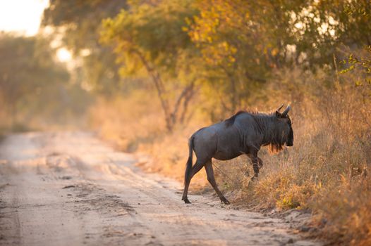 A blue wildebeest (Connochaetes taurinus) crossing a road