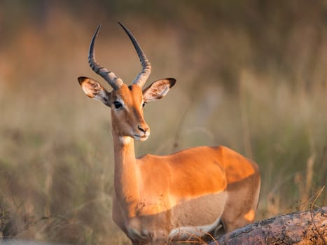 Impala (Aepyceros melampus) near Kruger National Park