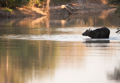 Cape buffalo (Syncerus caffer) drinking from river