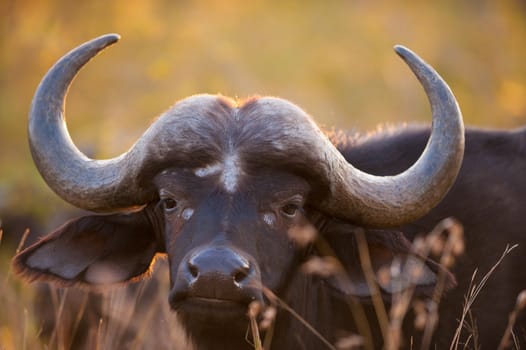 African buffalo (Syncerus caffer) near Kruger National Park