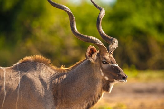 Kudu (Tragelaphus strepsiceros) in Chobe National Park