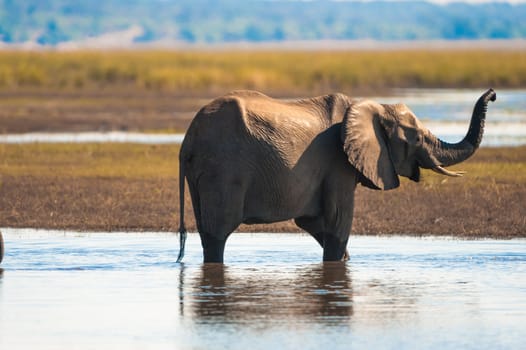 Baby elephant (Loxodonta africana), Chobe National Park