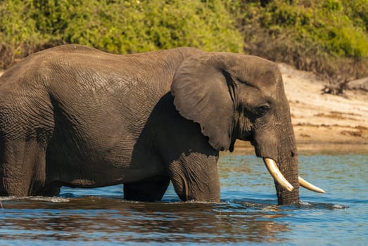 African bush elephant (Loxodonta africana) crossing river