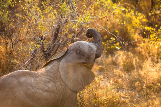 Baby elephant eating branches off a tree