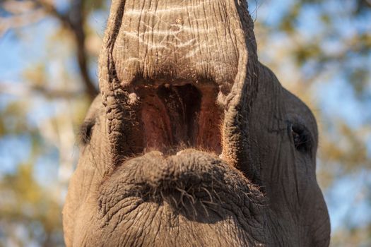 Inside the mouth of an African bush elephant