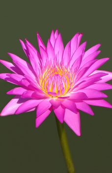 Close up of a pink lotus bloom white smooth background