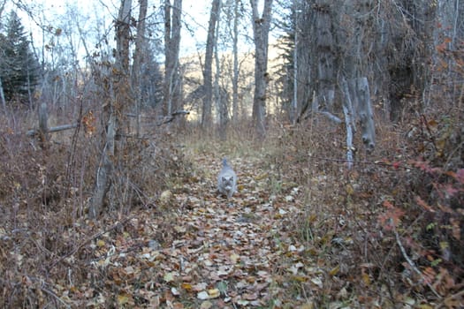 Cat in the forest in the fall