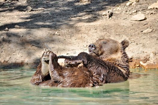 Playful brown bear in the water