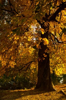 One beautiful tree in the autumn landscape