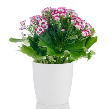 Beautiful pink flowers in a white flowerpot on white background.