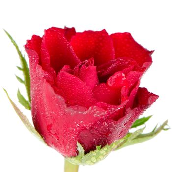 Red rose isolated over white background