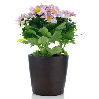 Beautiful Chrysanthemum flowers in a dark flowerpot on white background.