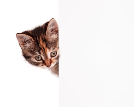 Portrait of cute little kitten with empty board on white background