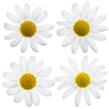 Beautiful white daisy flowers isolated on white background.