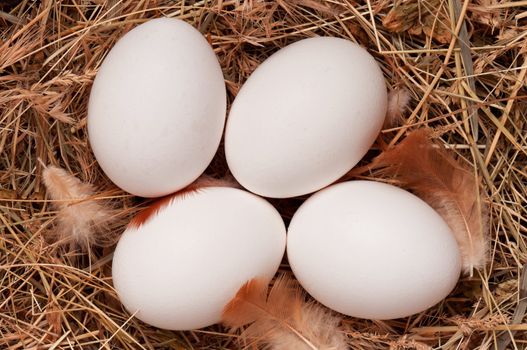 Fresh chicken eggs in the natural nest of hay