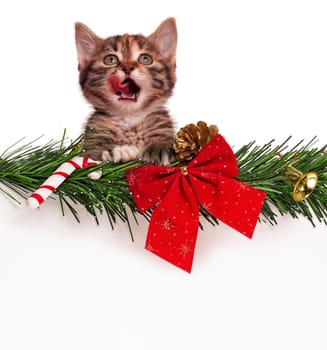 Portrait of cute christmas kitten with empty board on white background