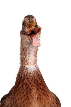 Young domestic duck isolated on white background