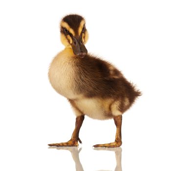 Cute domestic duckling isolated on white background