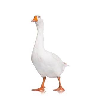 White domestic goose isolated on white background