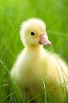 Cute little domestic gosling in green grass