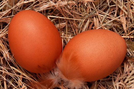 Fresh chicken eggs in the natural nest of hay