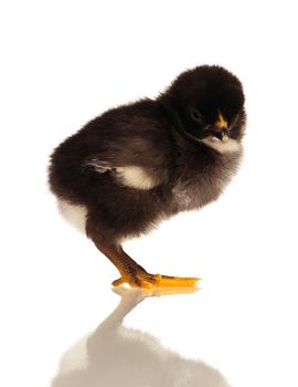 Cute little chicken isolated on white background