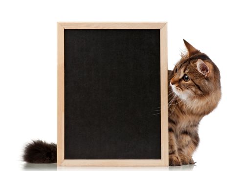 Pretty young cat with a blackboard over white background