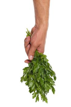 Man hand with fresh parsley isolated on white background
