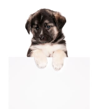 Cute puppy of 1,5 months old with empty board on a white background