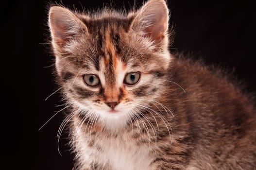 Portrait of cute little kitten on grey background