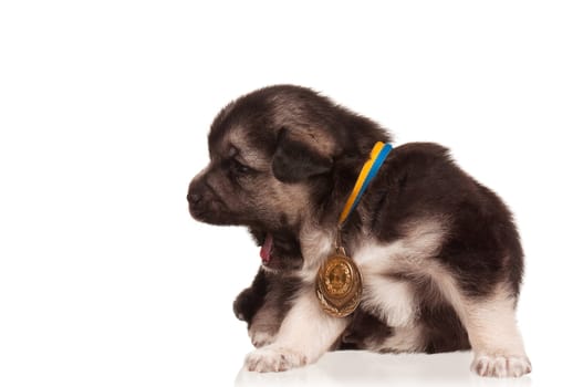 Cute puppy of 3 weeks old with gold medal on a white background