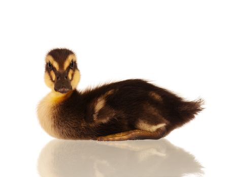 Cute domestic duckling isolated on white background