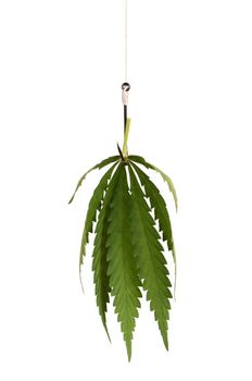 Fish hook with leaf of marijuana isolated on white background