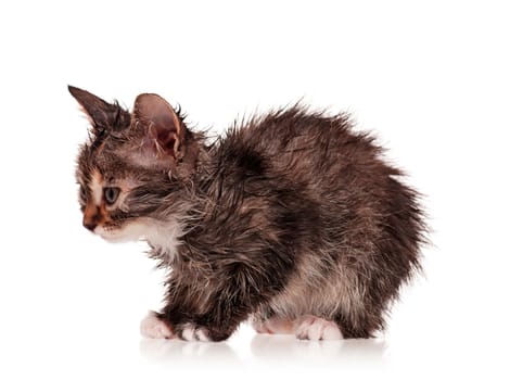 Wet little kitten isolated on white background