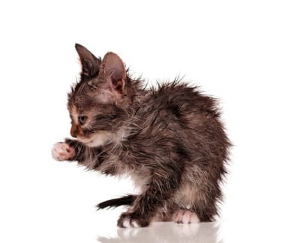 Wet little kitten isolated on white background