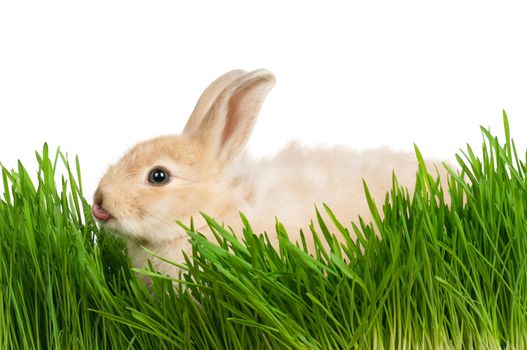 Portrait of adorable rabbit in green grass on white background