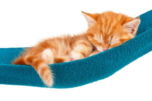 Cute little red kitten in a hammock  isolated on white background